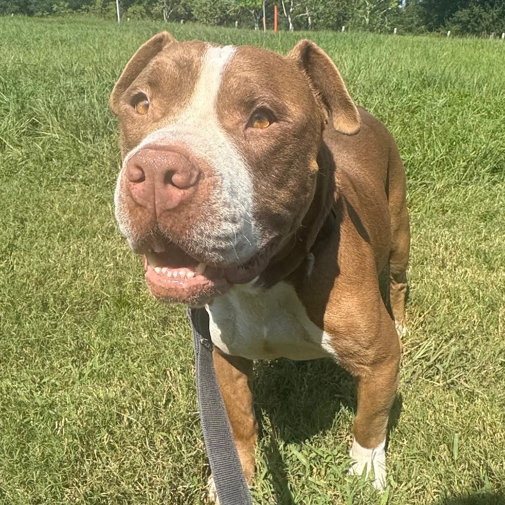 Rolo