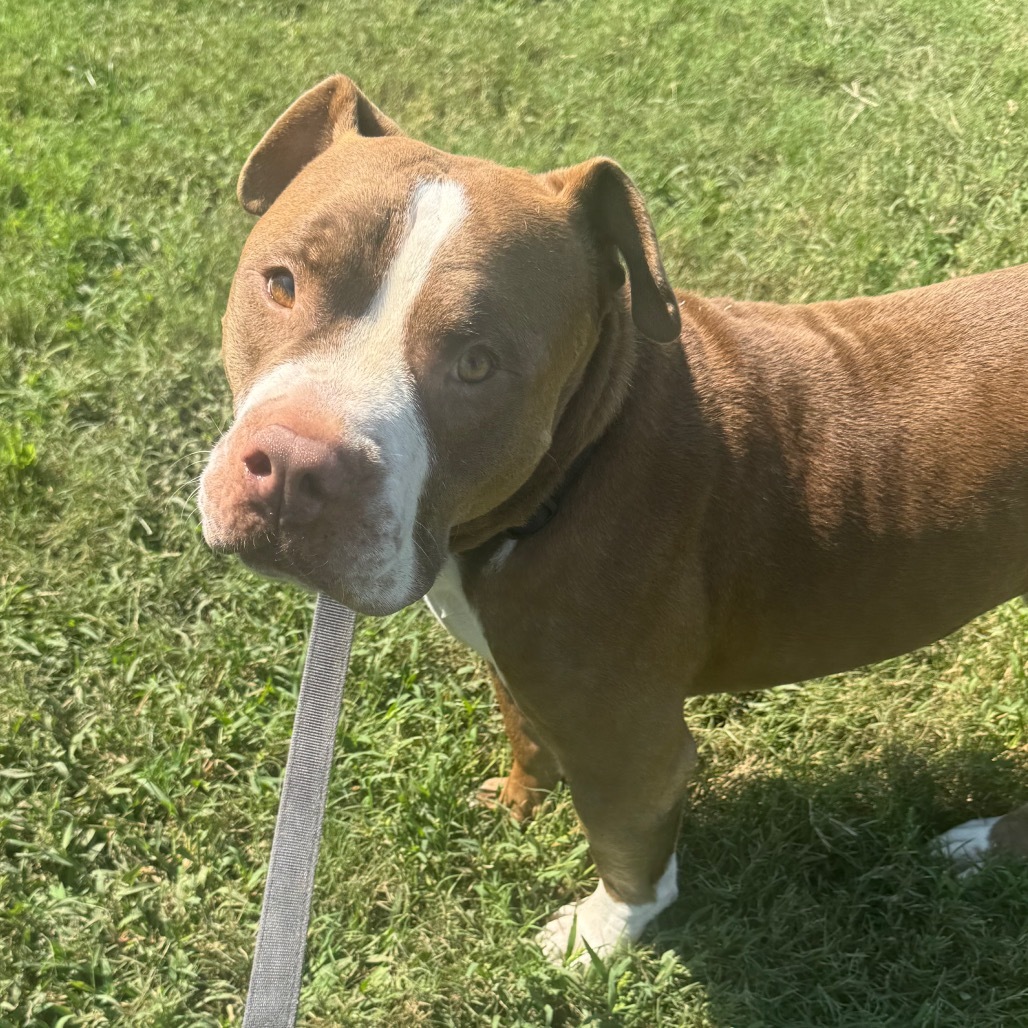 Rolo