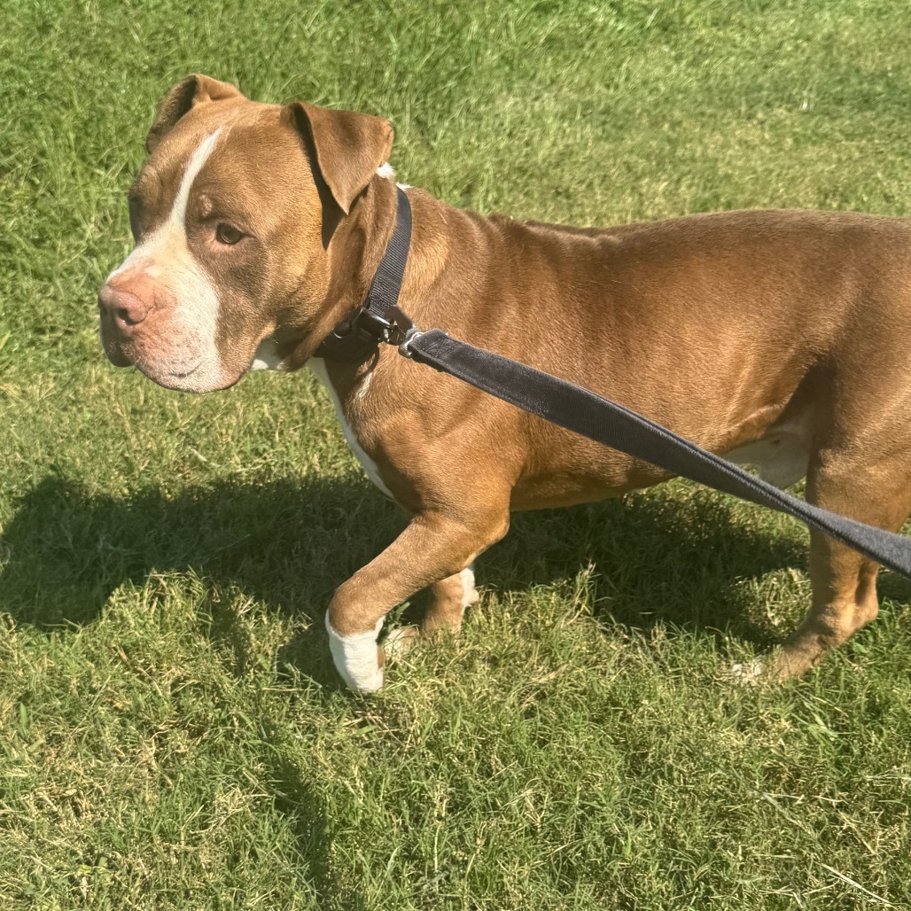 Rolo