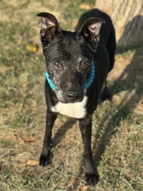OREO