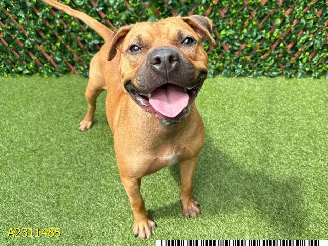 HOOCH, an adoptable Boerboel, Bullmastiff in West Palm Beach, FL, 33411 | Photo Image 1