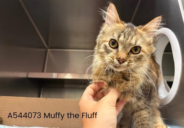 MUFFY THE FLUFF