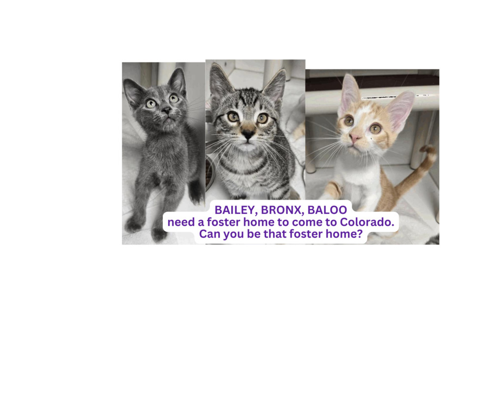 BALOO, an adoptable Domestic Short Hair in Broomfield, CO, 80020 | Photo Image 1