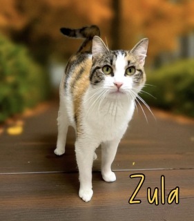Zula 33388