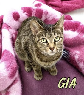 Gia 33135 Bf