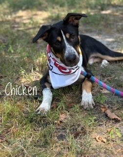 Chicken 33325