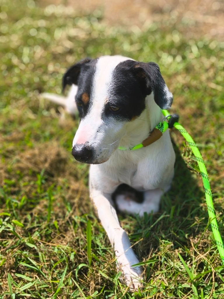 Sissy-Adoptable Awaiting S/N, an adoptable Affenpinscher in Chickamauga , GA, 30707 | Photo Image 1