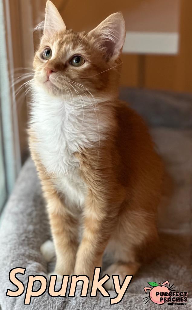 Spunky