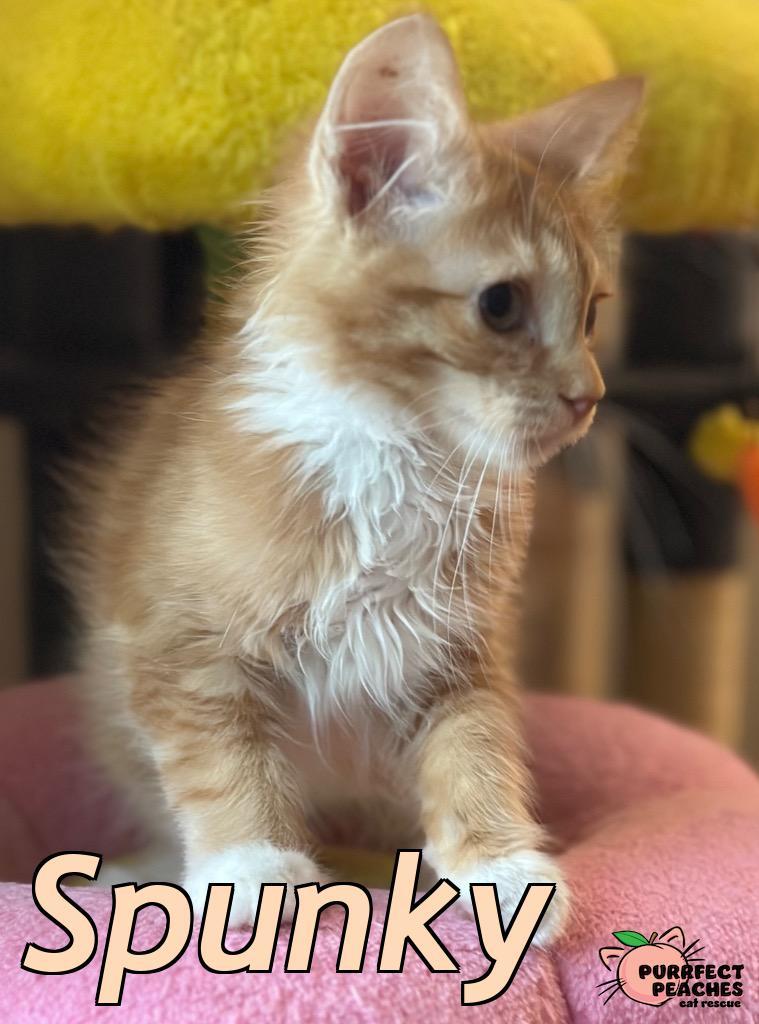 Spunky