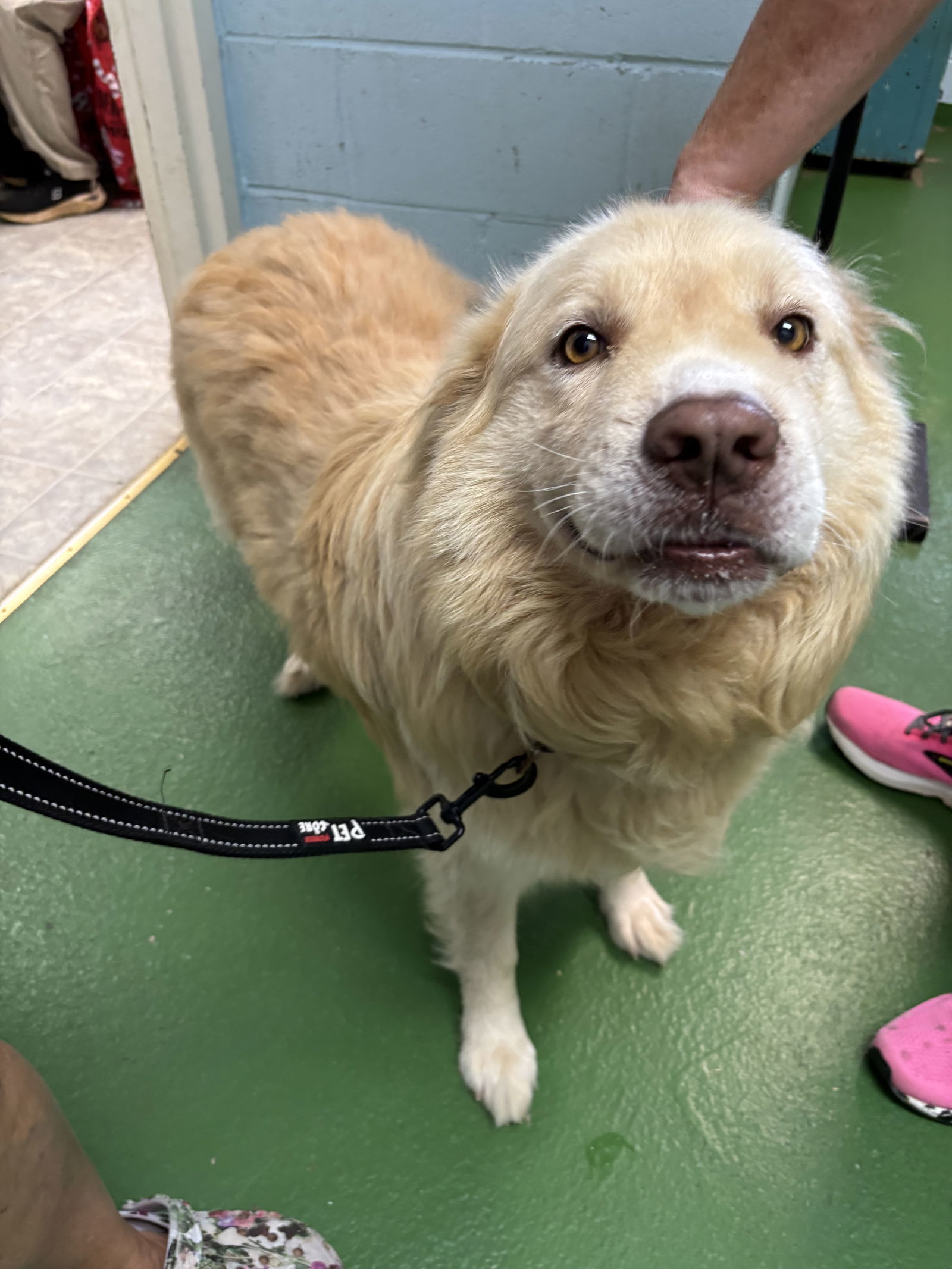 Buddy Love: Not at shelter
