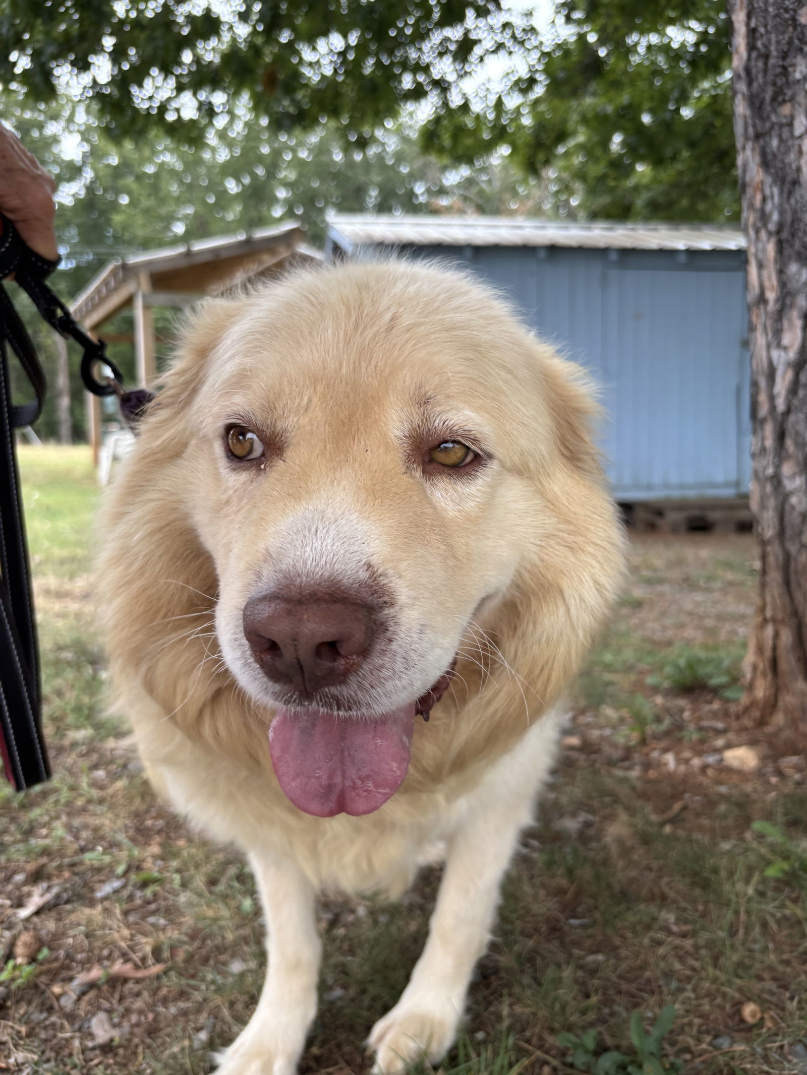 Buddy Love: Not at shelter