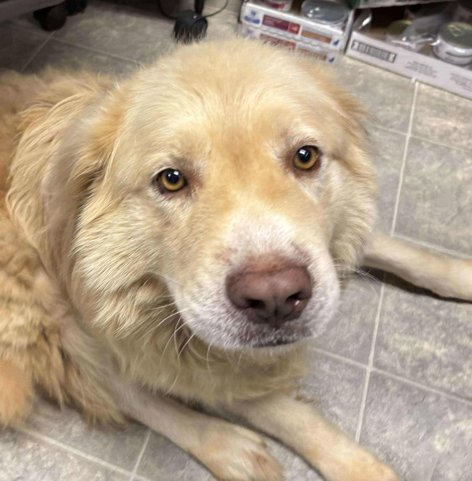 Buddy Love: Not at shelter