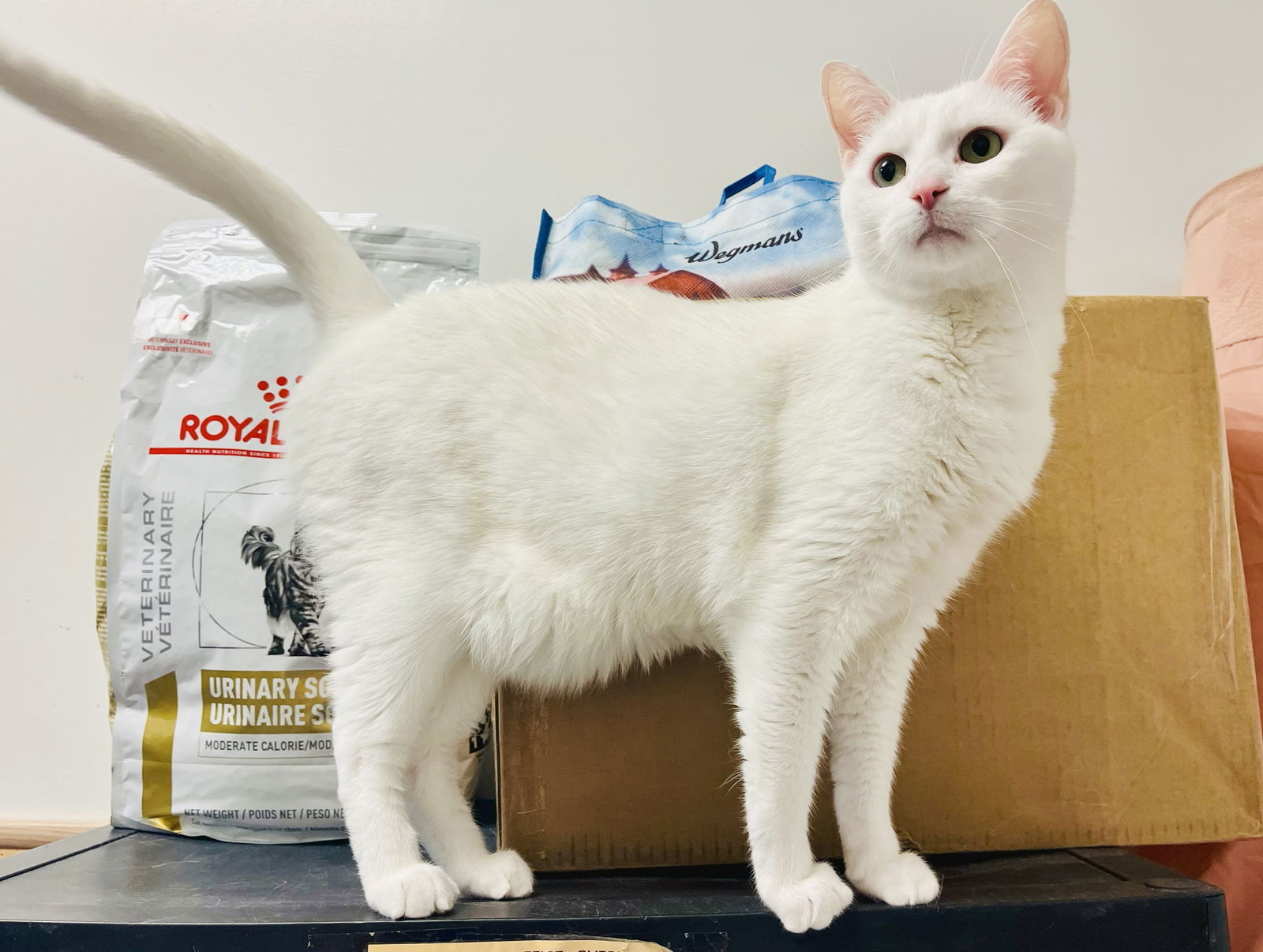 Tommy Sugar DECLAW