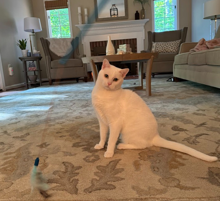 Tommy Sugar DECLAW