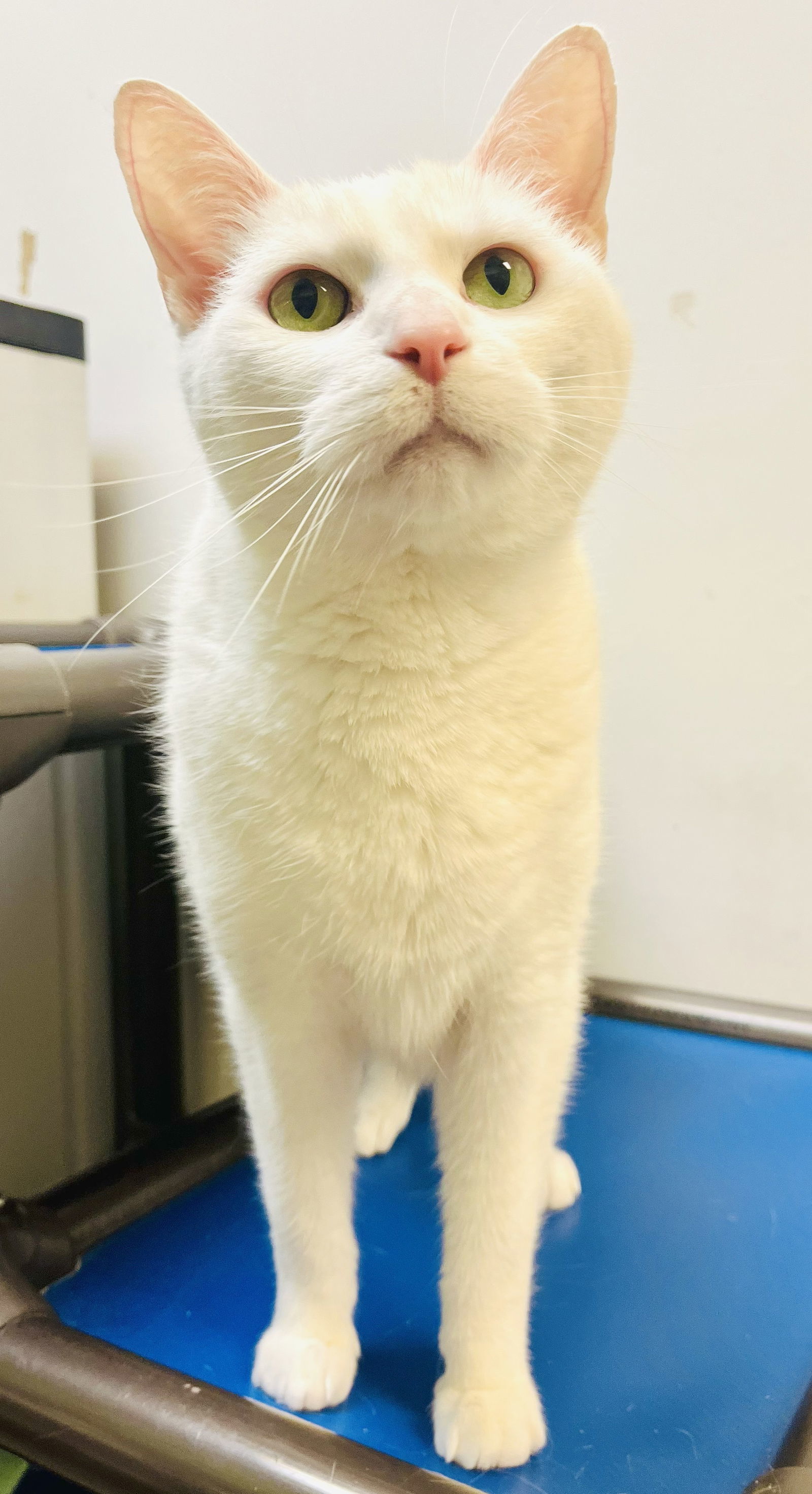 Tommy Sugar DECLAW