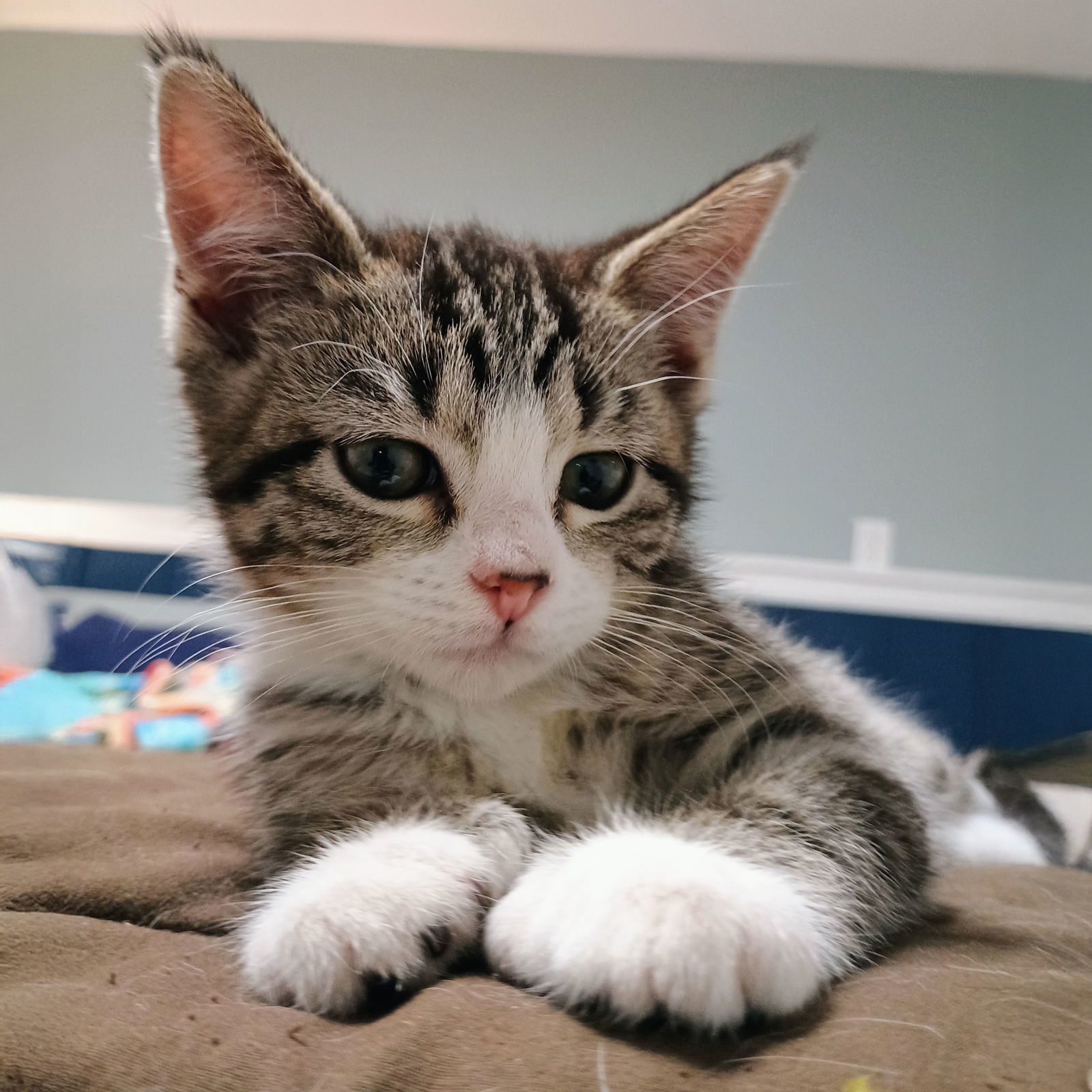 Reina, an adoptable Domestic Short Hair in Laramie, WY, 82073 | Photo Image 1