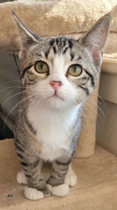 Reina, an adoptable Domestic Short Hair in Laramie, WY, 82073 | Photo Image 2