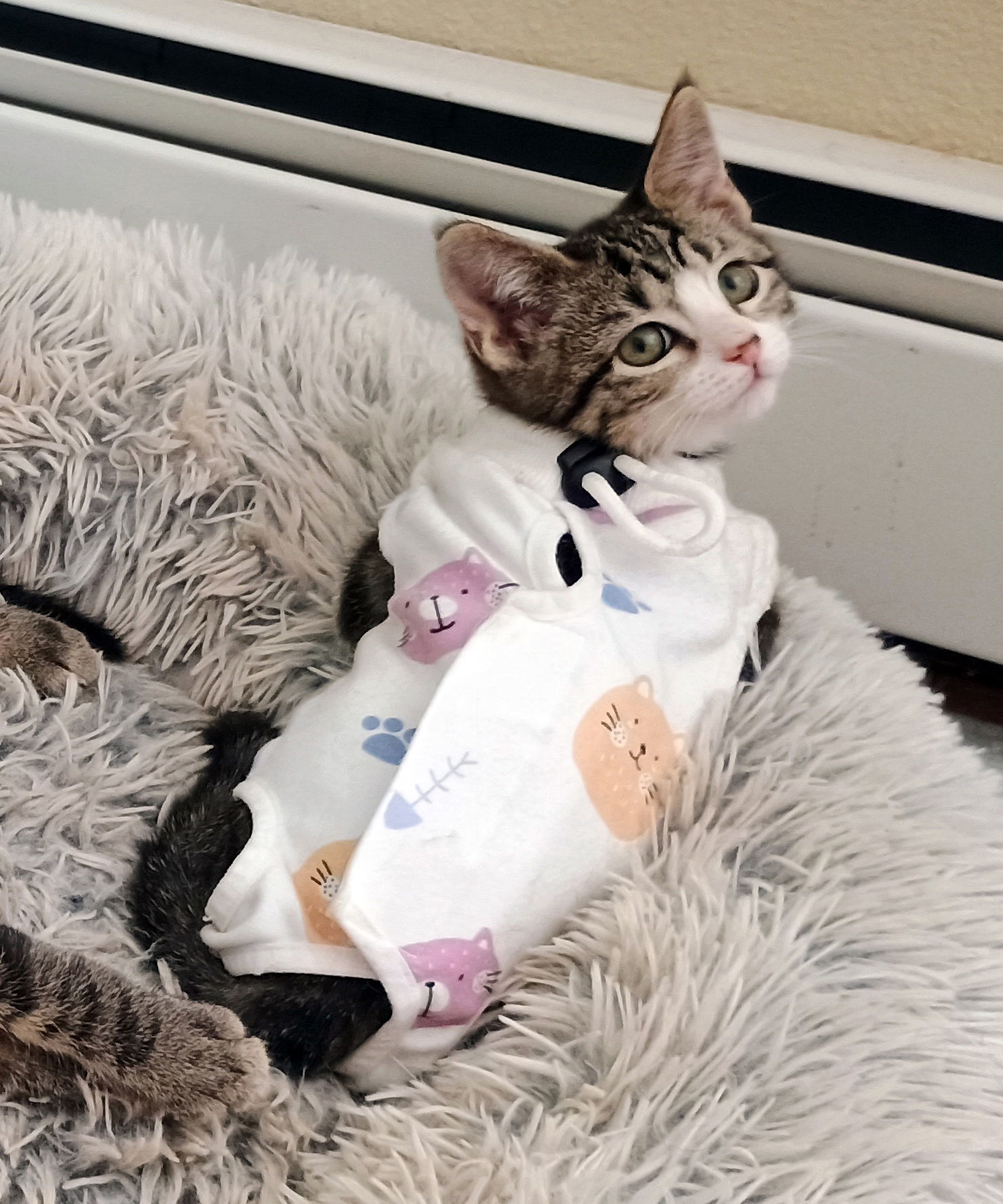 Reina, an adoptable Domestic Short Hair in Laramie, WY, 82073 | Photo Image 3