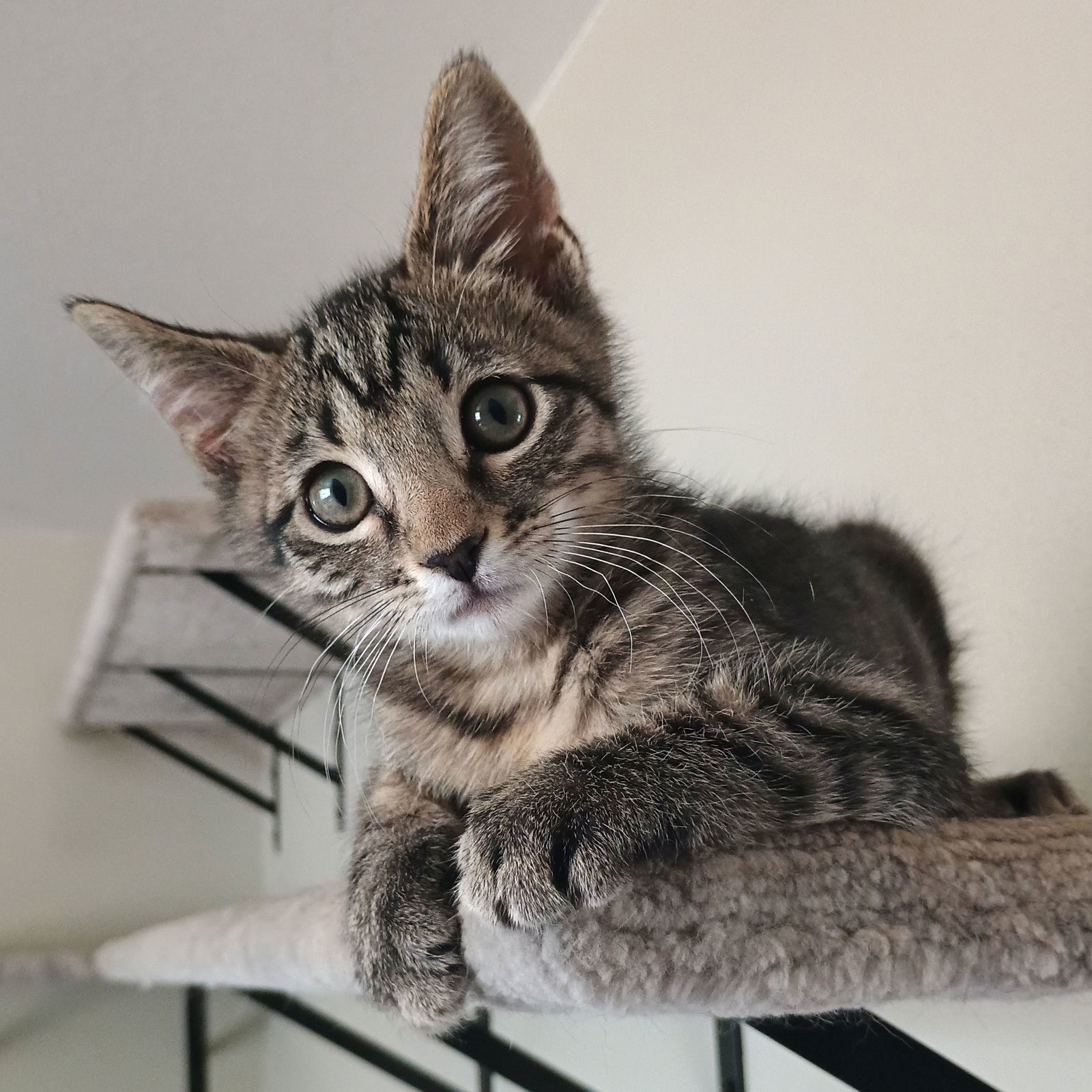 Spike, an adoptable Domestic Short Hair in Laramie, WY, 82073 | Photo Image 1