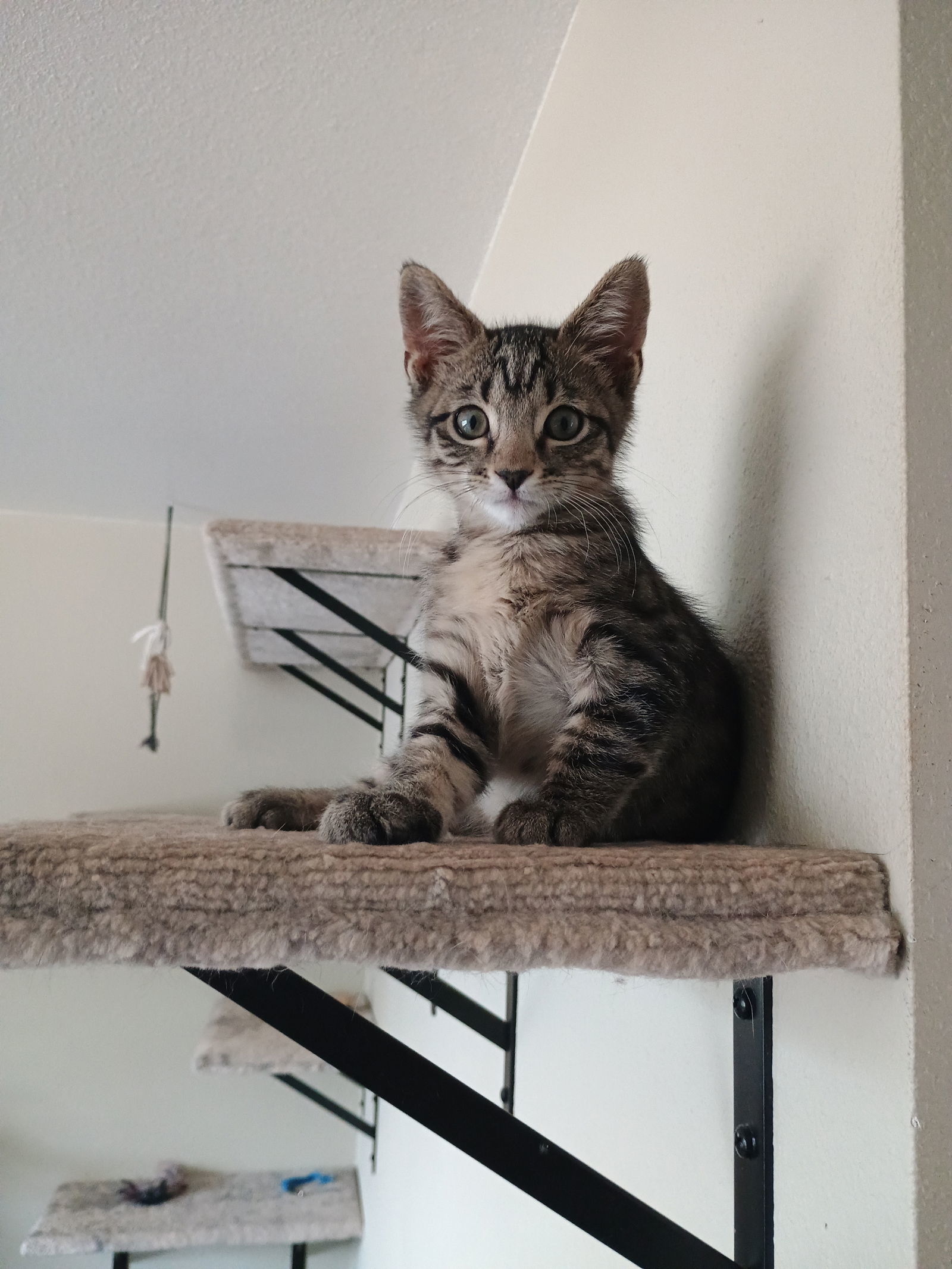 Spike, an adoptable Domestic Short Hair in Laramie, WY, 82073 | Photo Image 2