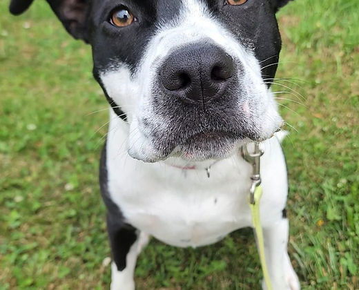 Josie