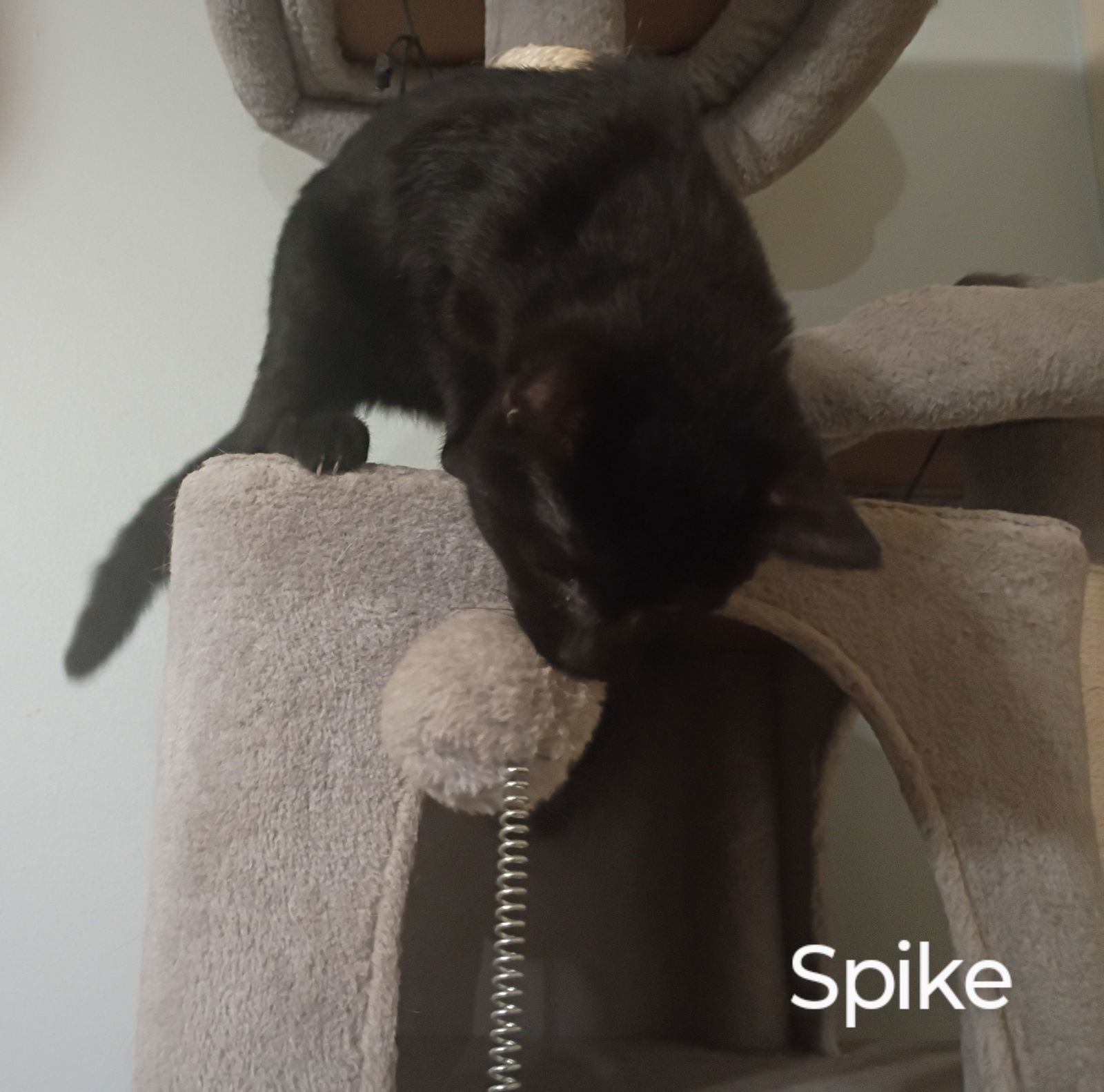 Spike