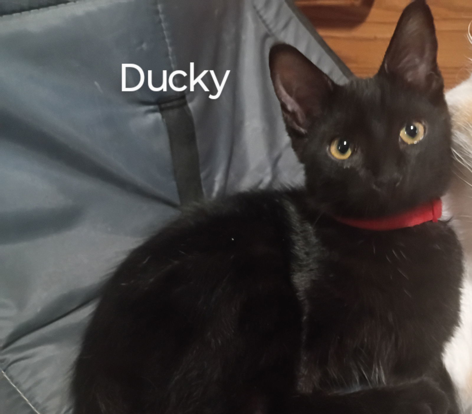 Ducky