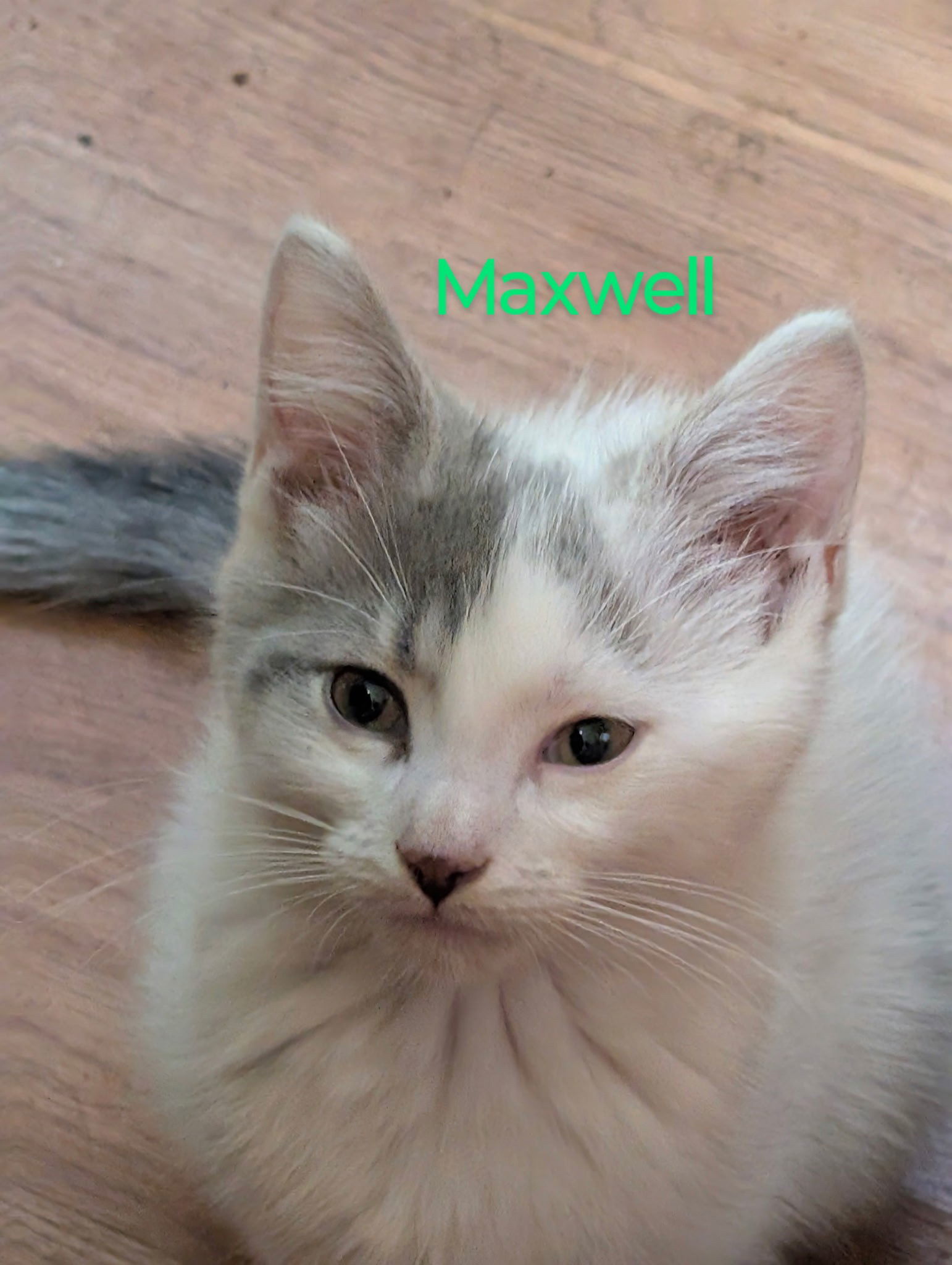Maxwell