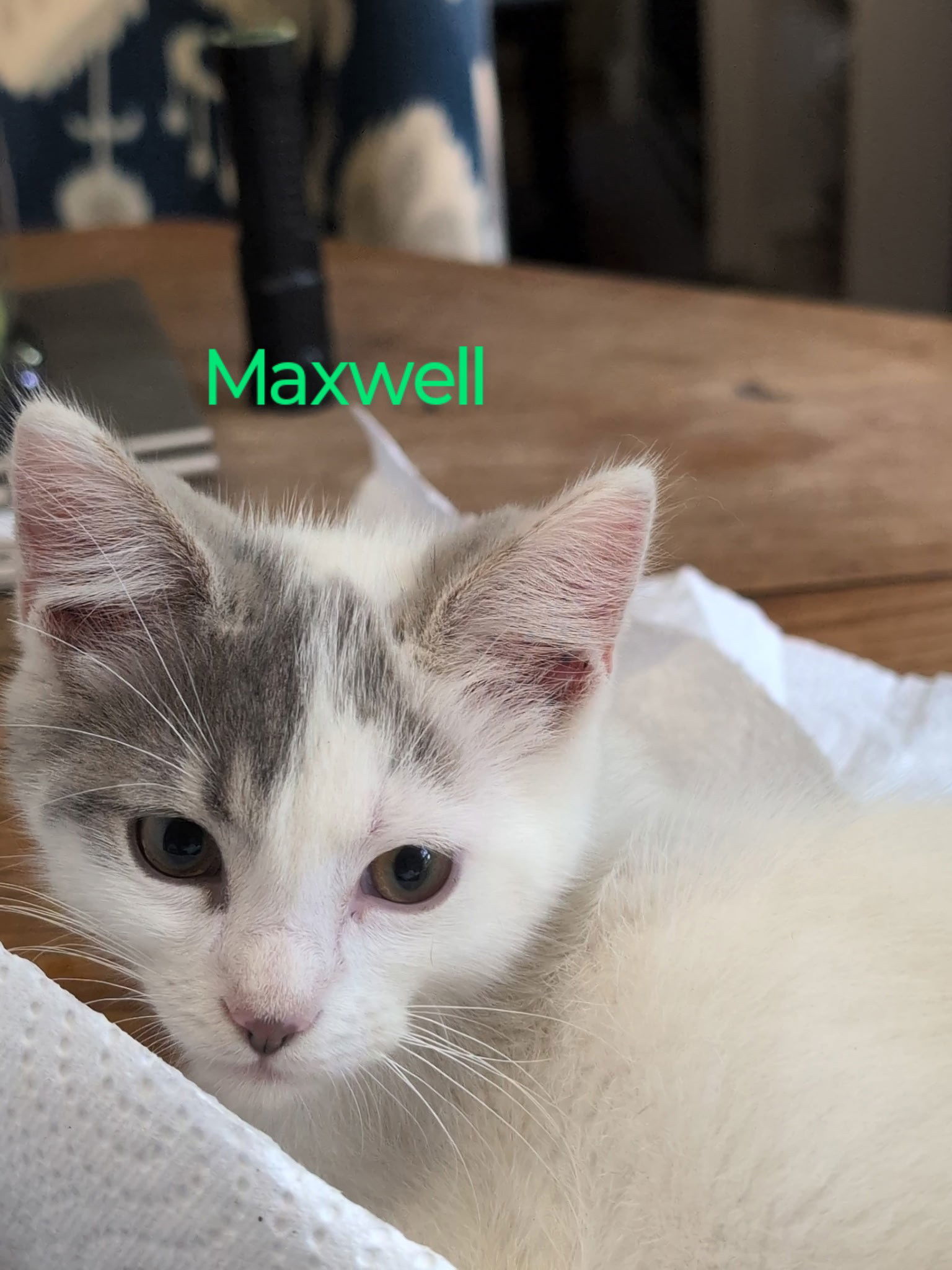 Maxwell