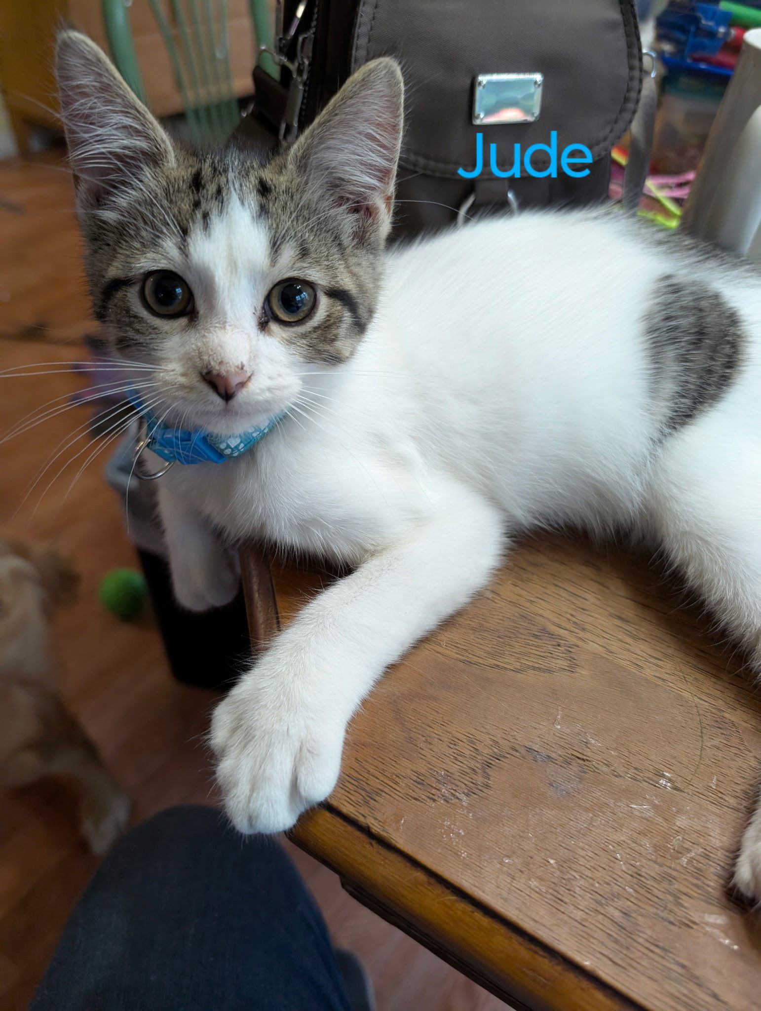 Jude