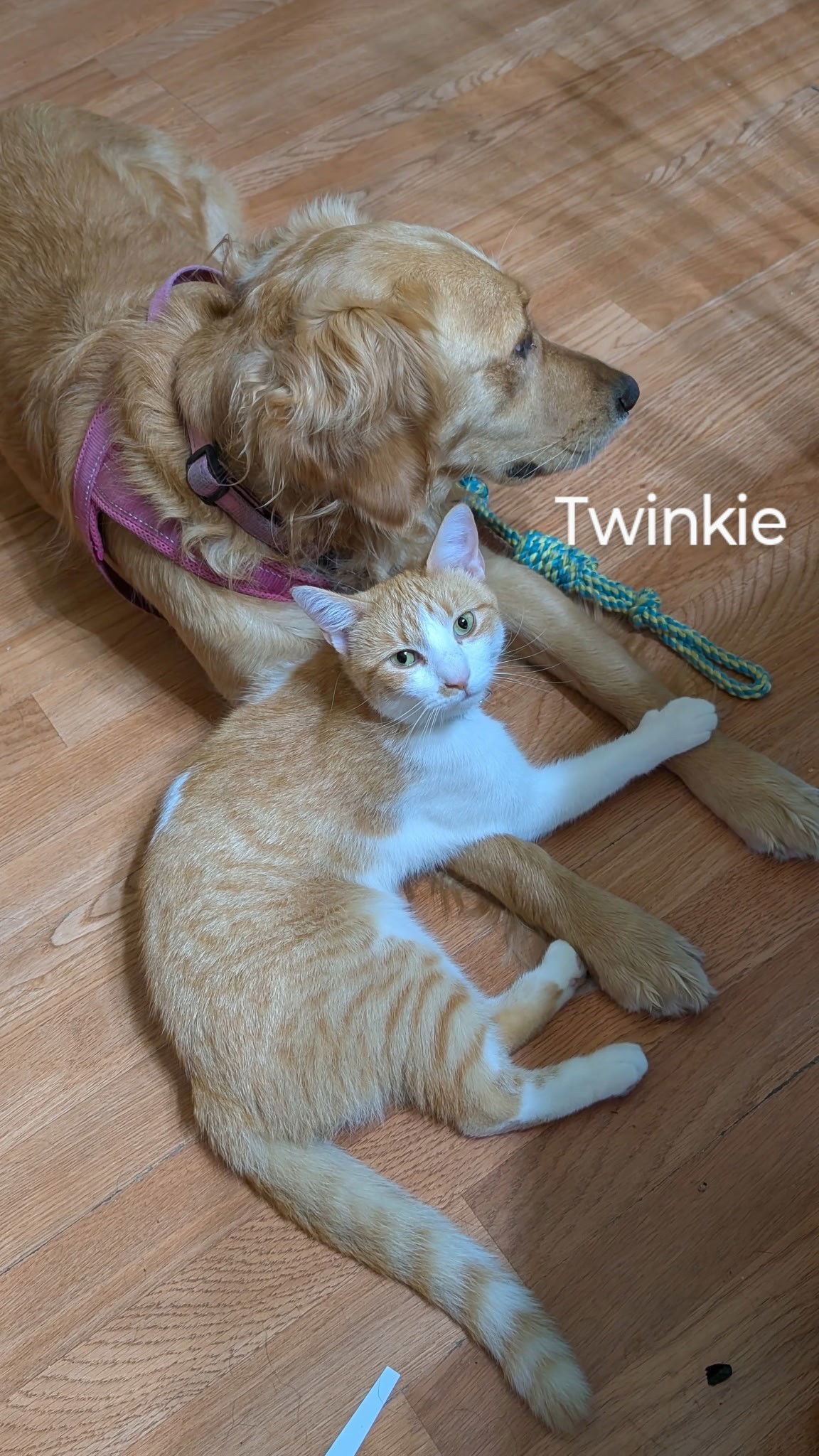 Twinkie
