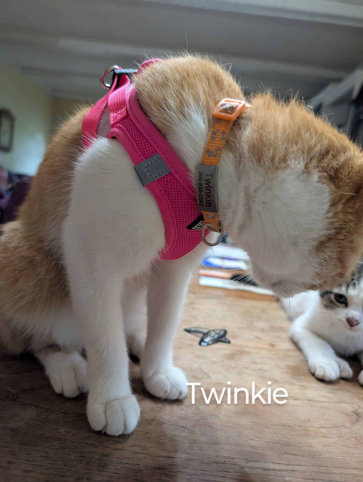 Twinkie