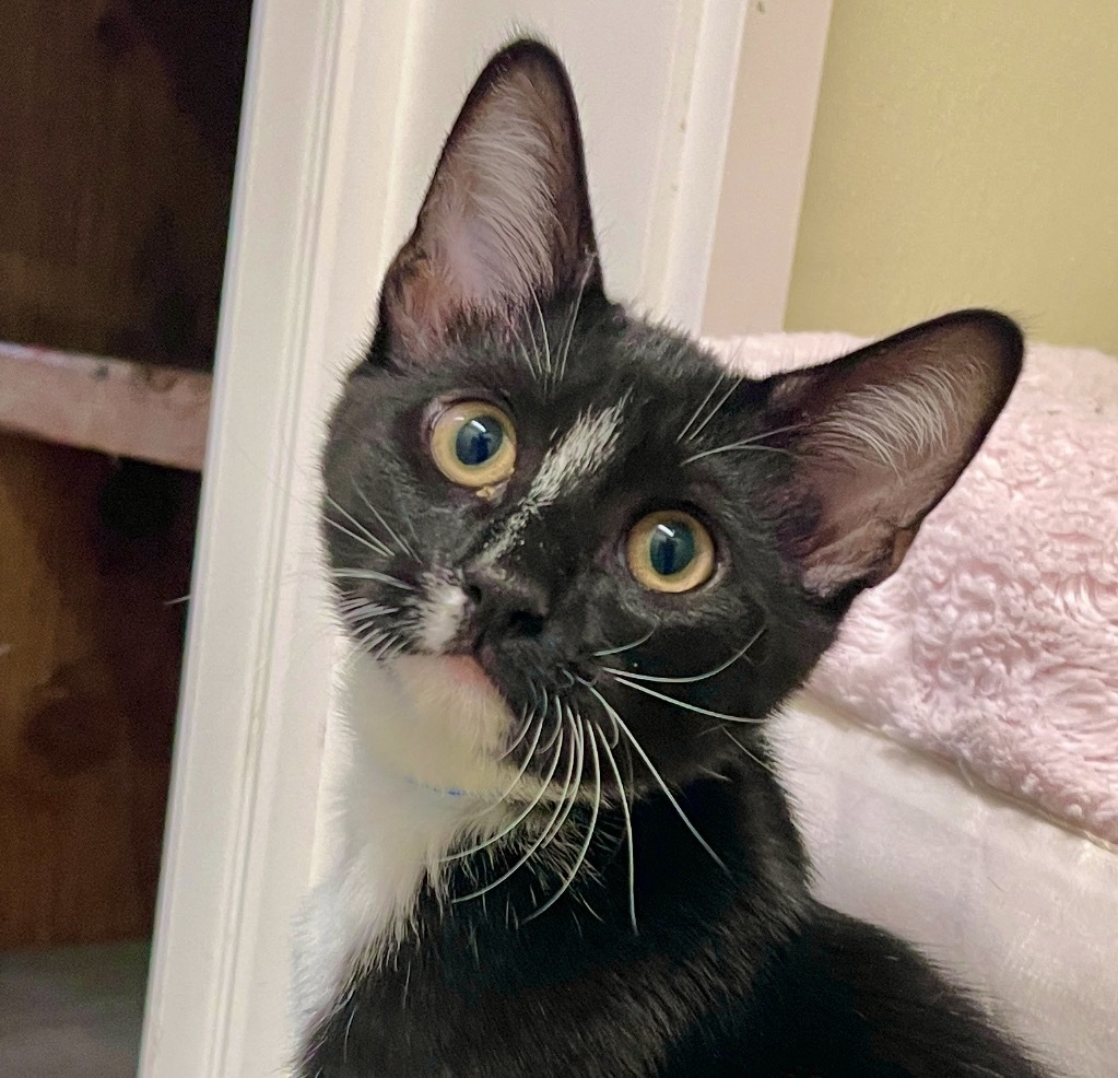 Franklin