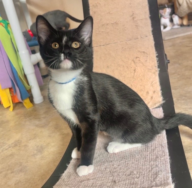 Franklin