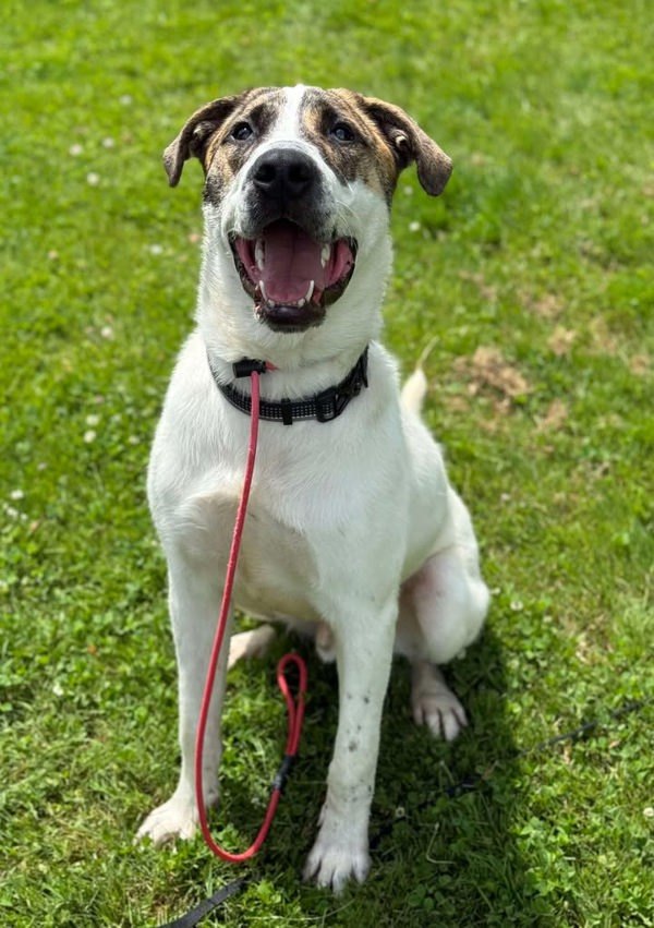 Max, an adoptable Mastiff, Saint Bernard in Keswick, ON, L4P 3G1 | Photo Image 1