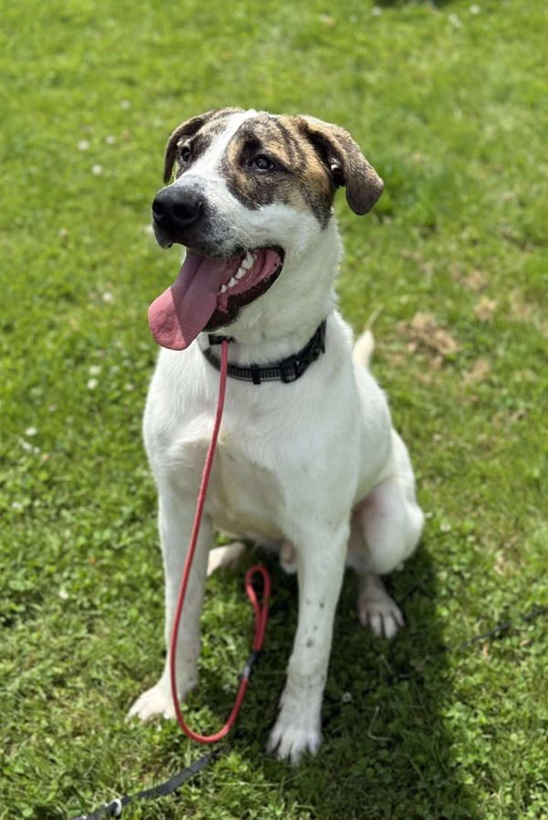 Max, an adoptable Mastiff, Saint Bernard in Keswick, ON, L4P 3G1 | Photo Image 3