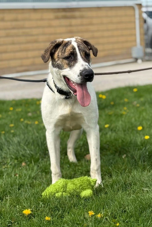 Max, an adoptable Mastiff, Saint Bernard in Keswick, ON, L4P 3G1 | Photo Image 4