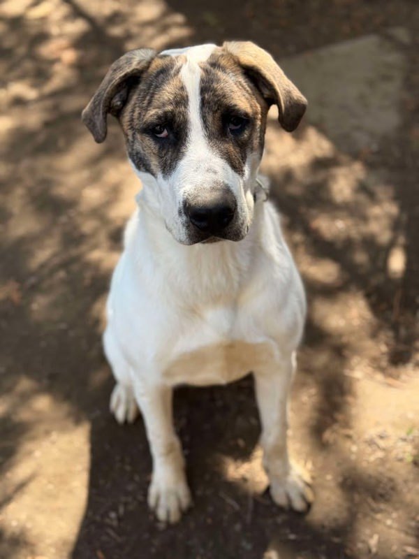 Max, an adoptable Mastiff, Saint Bernard in Keswick, ON, L4P 3G1 | Photo Image 6