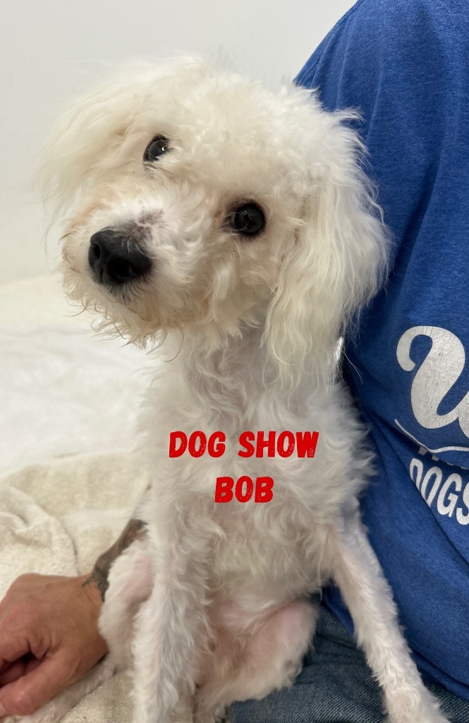 Dog Show Bob, an adoptable Cockapoo in Jacksonville, IL, 62650 | Photo Image 1
