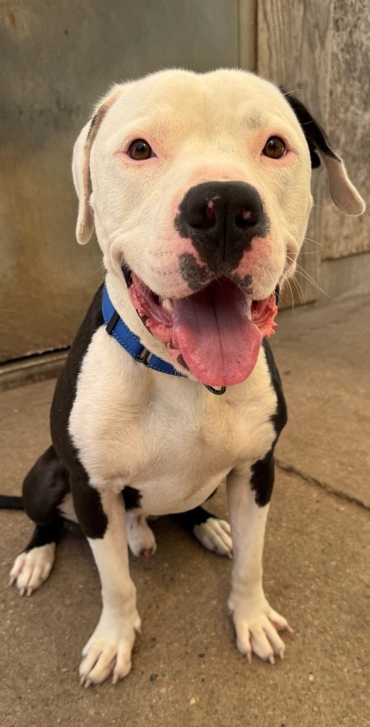 Colt, an adoptable Pit Bull Terrier in Hastings, NE, 68901 | Photo Image 1