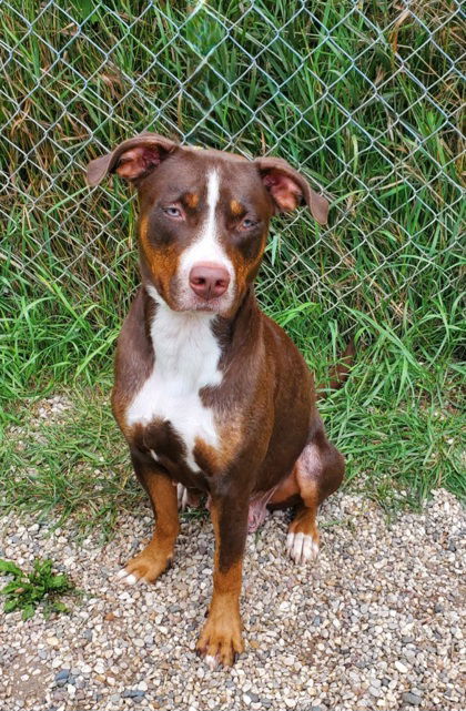 Finley (6744), an adoptable Pit Bull Terrier in Lake City, MI, 49651 | Photo Image 1