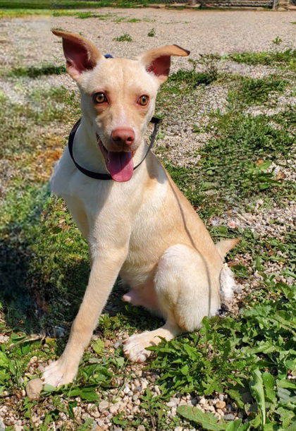 Gabe (6801), an adoptable Labrador Retriever in Lake City, MI, 49651 | Photo Image 1