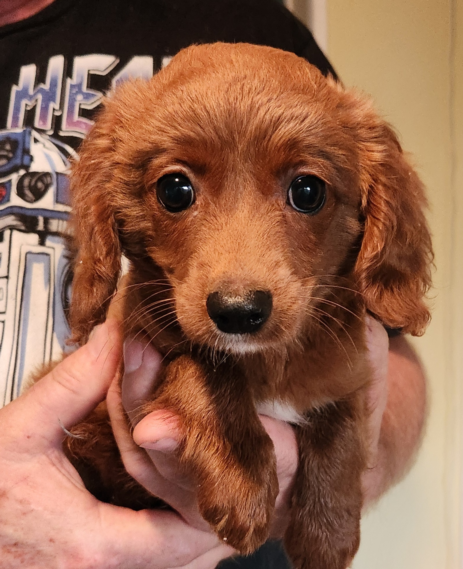 Max(Cat) #128, an adoptable Cavapoo in Twin lakes, WI, 53181 | Photo Image 1