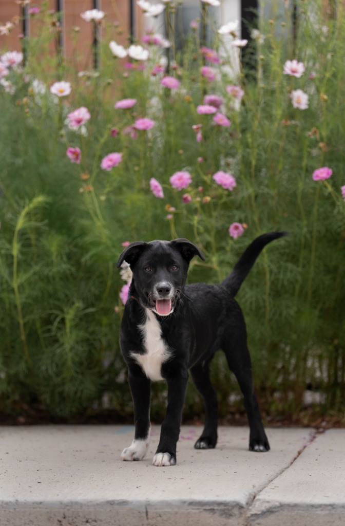 Jasper, an adoptable Husky, Mixed Breed in Heber City, UT, 84032 | Photo Image 1