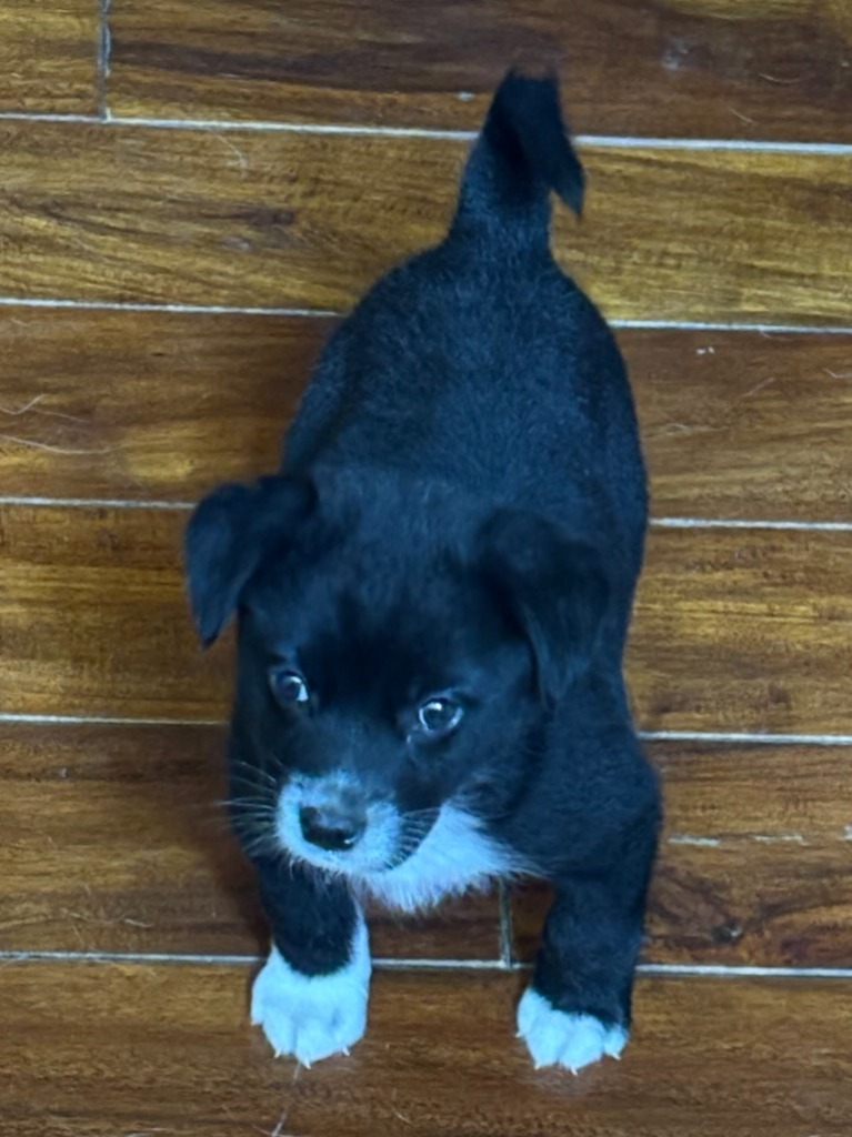 Jasper, an adoptable Husky, Mixed Breed in Heber City, UT, 84032 | Photo Image 2