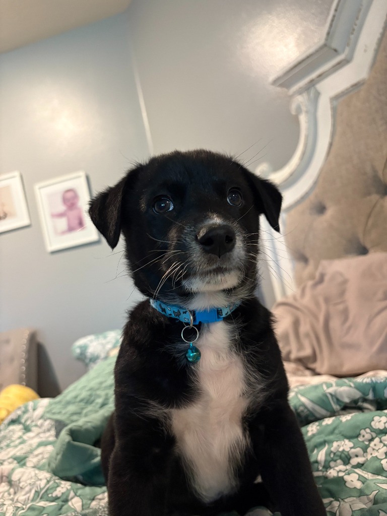 Jasper, an adoptable Husky, Mixed Breed in Heber City, UT, 84032 | Photo Image 3