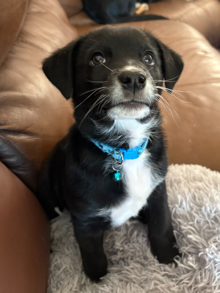 Jasper, an adoptable Husky, Mixed Breed in Heber City, UT, 84032 | Photo Image 4