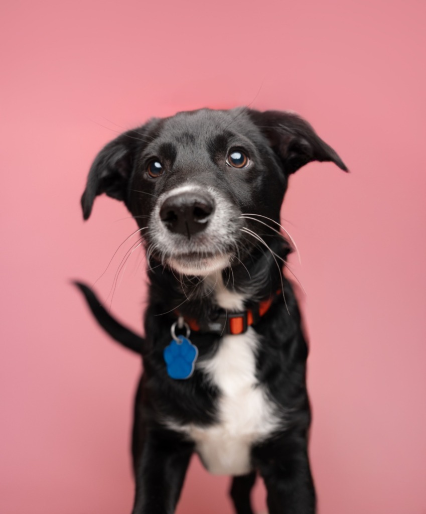 Jasper, an adoptable Husky, Mixed Breed in Heber City, UT, 84032 | Photo Image 5