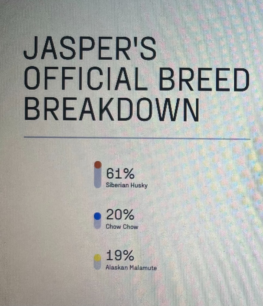 Jasper, an adoptable Husky, Mixed Breed in Heber City, UT, 84032 | Photo Image 6