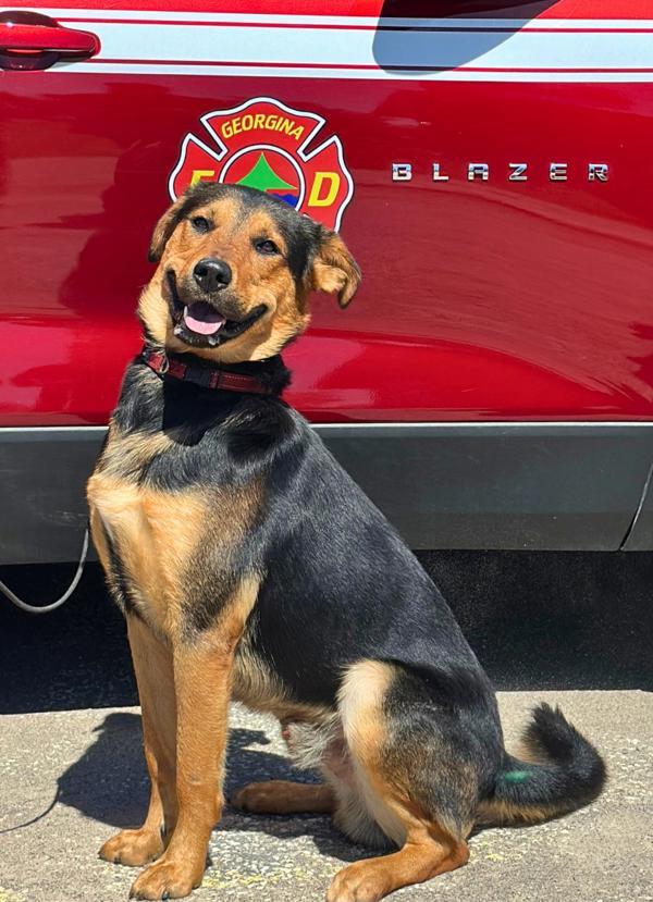 Brutus, an adoptable Shepherd in Keswick, ON, L4P 3G1 | Photo Image 1